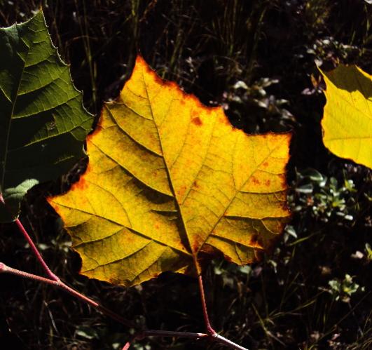 Leaf