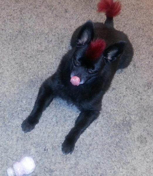 lick