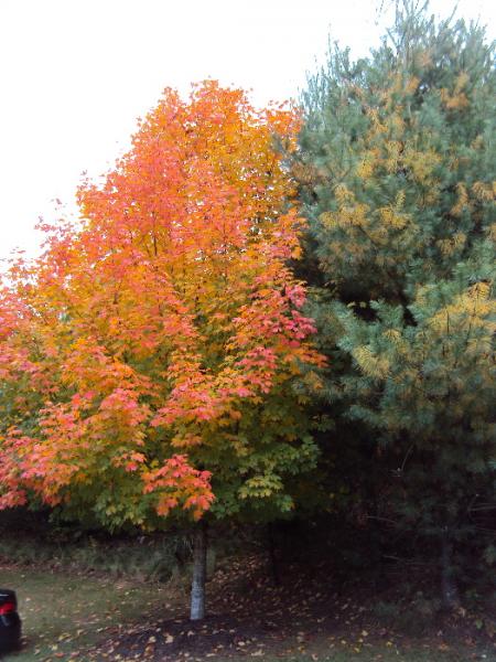 NC2012AUTUMN0014