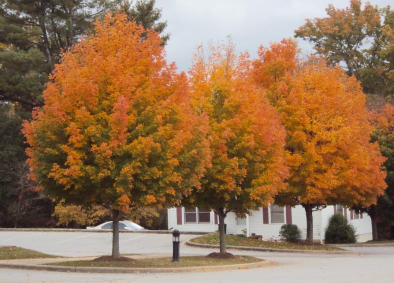 NC2012AUTUMN0018
