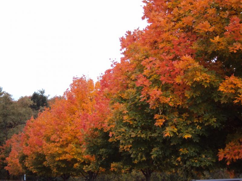 NC2012AUTUMN0020