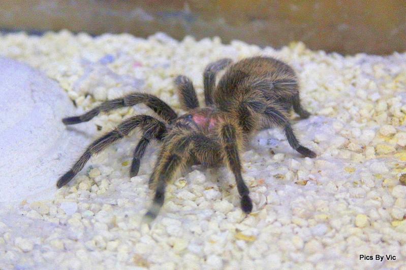 old spider....ewww