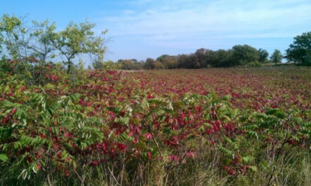 pipestone sumac