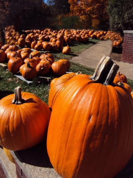 pumpkins