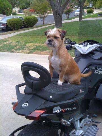Roxie
