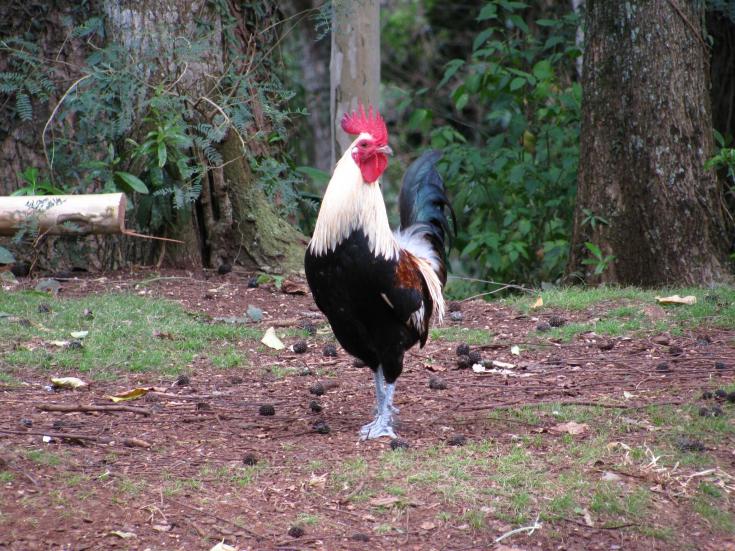 topcock