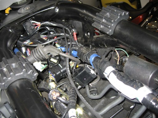 Triumph 004 (Large)